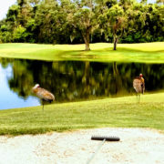 IMG_20170703_163705982-EFFECTS