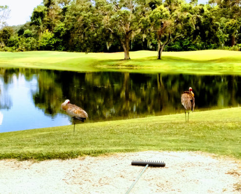 IMG_20170703_163705982-EFFECTS