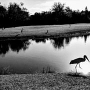 IMG_20171020_090545-EFFECTS